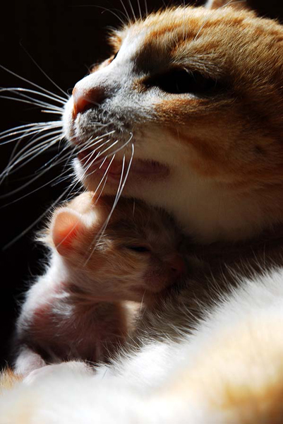 Katze mit Jungem, Souss, Marokko 2009.